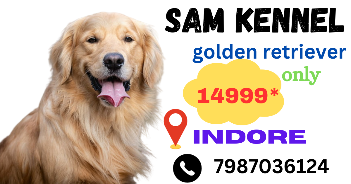 golden retriever puppies for sale in indore 7987036124